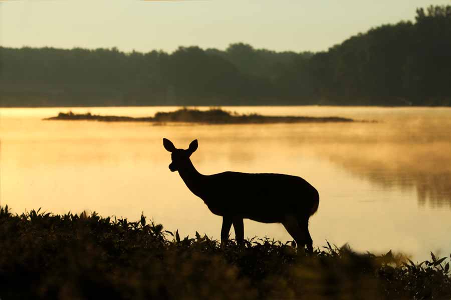 Chasse Telmont